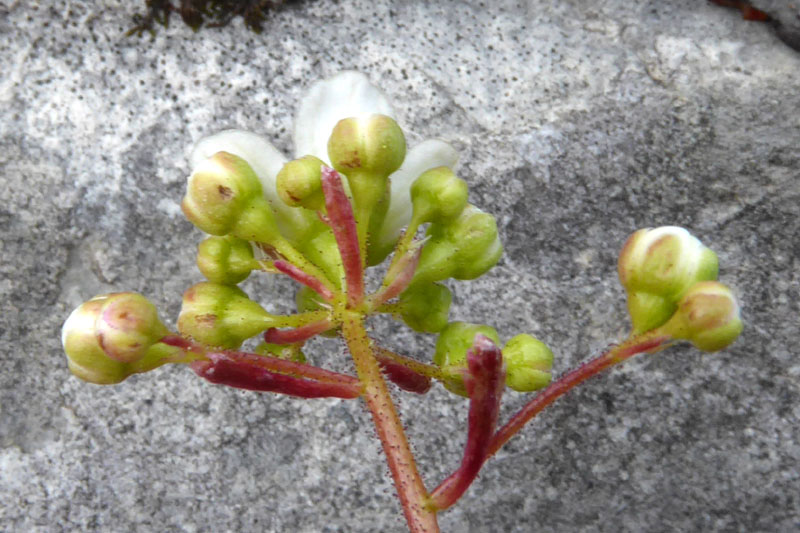 Saxifraga paniculata - Saxifragaceae
